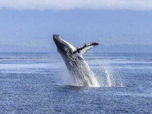 Tour avistamiento de Ballenas y Playa Cucheros con Almuerzo