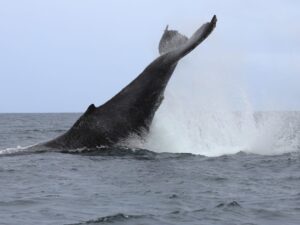 Tour avistamiento de Ballenas y Visita a Isla Plata