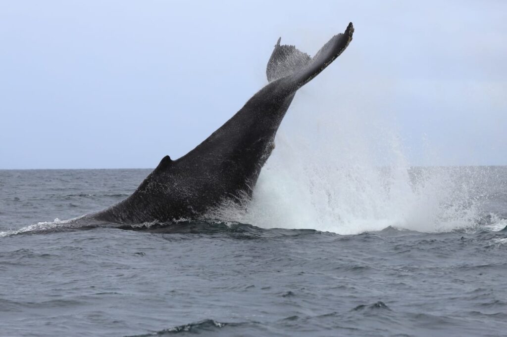 Tour Avistamiento de Ballenas con Tremales y Playa