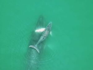 Tour avistamiento de Ballenas y Playa Cucheros con Almuerzo