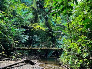Tour a Cascadas Telares y Tres Marías desde Cali